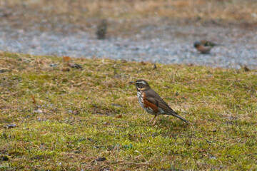 bird, forest, thrush, nature, spring, animals, singing, feathers, chicks, beautiful