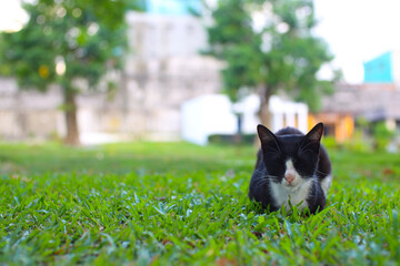 Fototapeta premium Cat resting on the grass