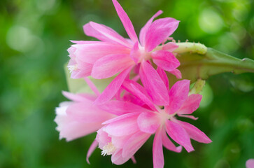 Closeup on pink Epiphyllum orchid cactus flower stigma and stamen on green