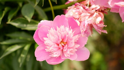 Bright pink peony blossomed in early spring