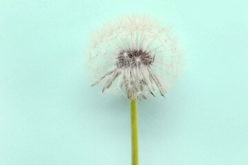 Beautiful dandelion on blue background, closeup