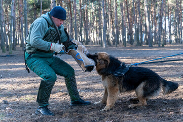 German Shepherd holds bite sleeve in its mouth. An adult male swings to strike the dog with a stick. Dogs training for guard and guard duty. Selective Focus. Noise, grain effect.