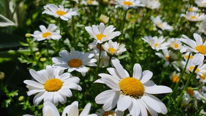 daisies in the garden