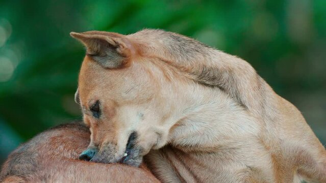 Brown domestic female dog scratching with mouth and licking on skin due to itching of skin diseases