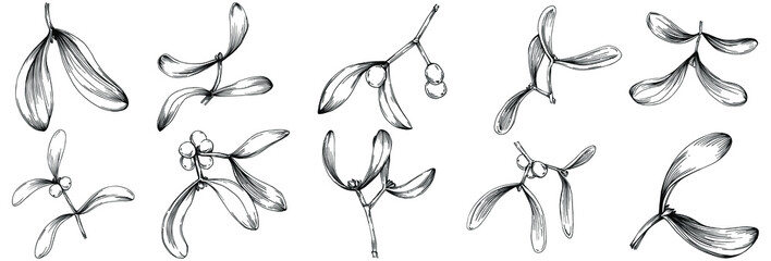 Mistletoe sketch drawing illustration. Carob tree nature engraved style illustration. Detailed plants product. The best for design logo, menu, label, icon, stamp.
