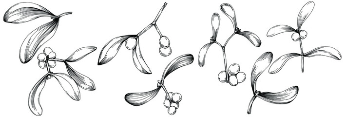 Mistletoe sketch drawing illustration. Carob tree nature engraved style illustration. Detailed plants product. The best for design logo, menu, label, icon, stamp.