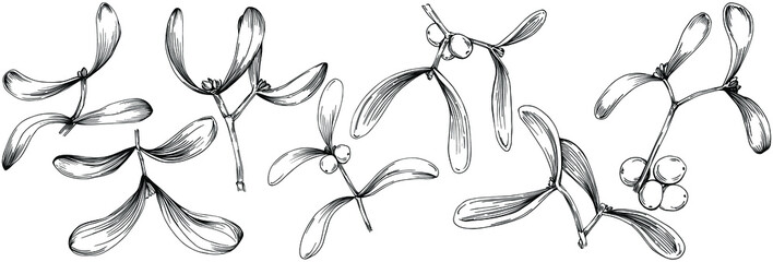 Mistletoe sketch drawing illustration. Carob tree nature engraved style illustration. Detailed plants product. The best for design logo, menu, label, icon, stamp.