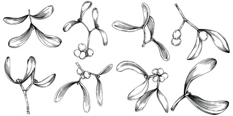 Mistletoe sketch drawing illustration. Carob tree nature engraved style illustration. Detailed plants product. The best for design logo, menu, label, icon, stamp.
