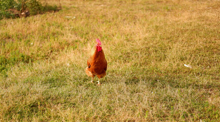 A rooster grazes on a farm in the village