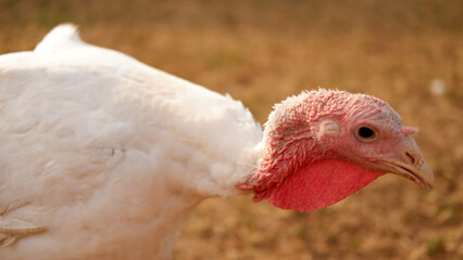 White turkeys graze on grass on the farm in summer