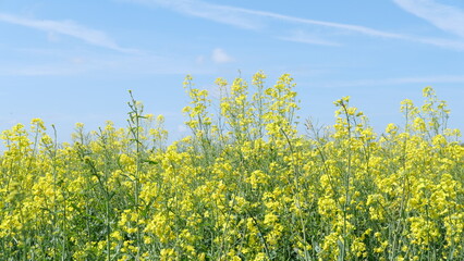 Oilseed rape crop background with flowers below pale blue sky