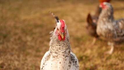 Chicken grazes on a farm in the village