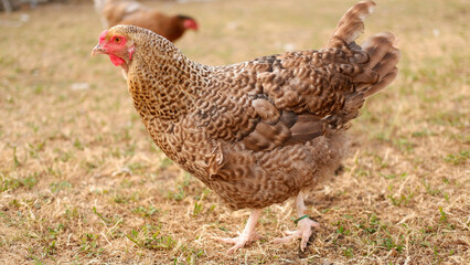 Chicken grazes on a farm in the village