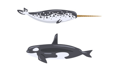 Orca or Killer Whale and Narwhal as Arctic Animal and Marine Mammal Vector Set