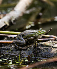 beautiful green frog in sunshine on brown grey wood