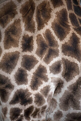 African wildelife safari.