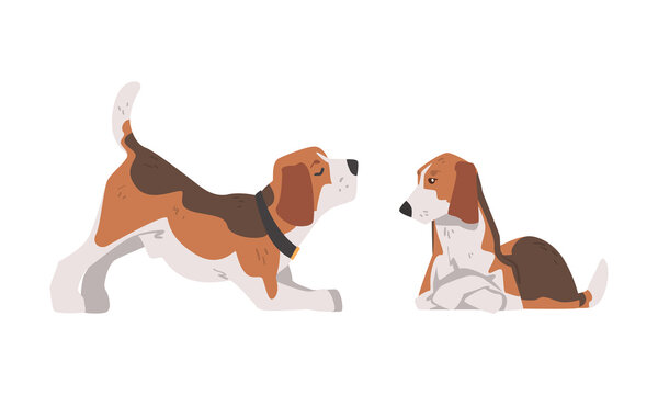 Beagle Dog as Scent Hound Breed with Brown Marking and Large Long Ears Sitting and Stretching Vector Set
