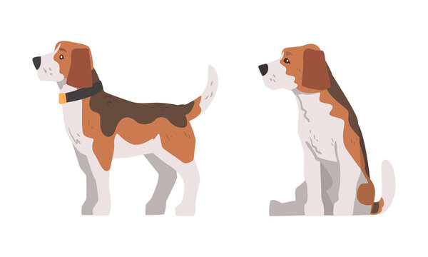 Beagle Dog as Scent Hound Breed with Brown Marking and Large Long Ears Sitting and Standing Vector Set