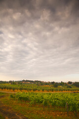 Chianti, Toscana. Paesaggio all'alba, colline tra la nebbia