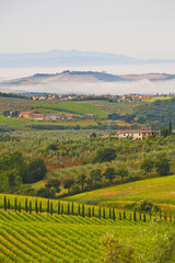 Fototapeta na wymiar Chianti, panorami di colline coltivate a vigneto