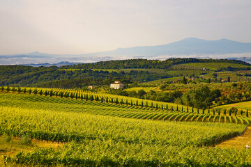 Chianti, panorami di colline coltivate a vigneto