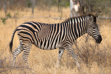African wildelife safari.