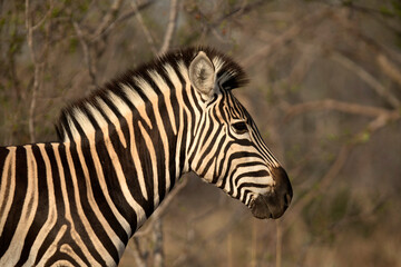 Fototapeta na wymiar African wildelife safari.