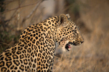 African wildelife safari.