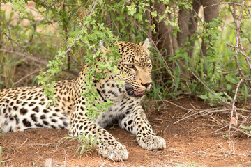 African wildelife safari.