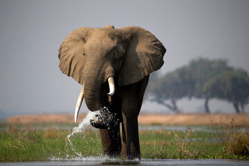 African wildelife safari.