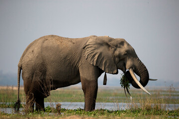 Fototapeta na wymiar African wildelife safari.