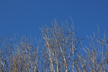 Clear blue sky background with silver birch trees in winter with copy space