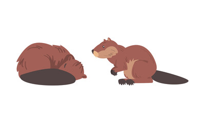 Beaver Semiaquatic Rodent with Brown Fur and Long Snout in Sitting and Cuddling Pose Vector Set