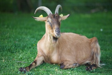 détente sur l'herbe pour ce bouc
