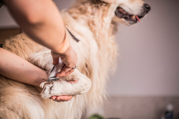 Grooming, caring for the dog, care