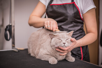 Grooming, caring for a cat, care