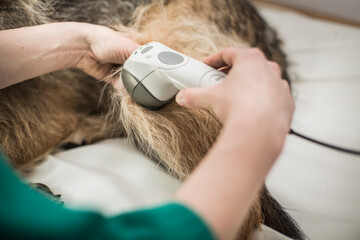 Grooming, caring for a dog, care