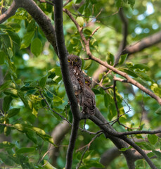 Jungle Owlet on a branch