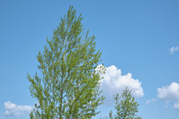 ヤマナラシと青空に浮かぶ雲(北海道札幌市・旭山記念公園) / Aspen and clouds in the blue sky at Asahiyama Memorial Park, Sapporo City, Hokkaido