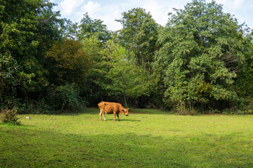 Cow grazing on lawn near forest