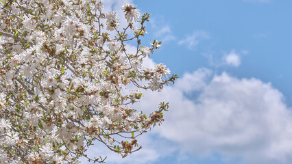 マグノリアの花と雲（北海道札幌市・百合が原公園）(Magnolia flowers and...