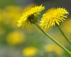 たんぽぽ（北海道札幌市・百合が原公園） / Dandelions (Yurigahara Park, Sapporo City, Hokkaido)