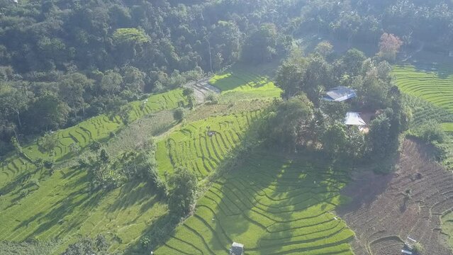 Stepped green rice terraces and agricultural fields at rural site in Ella. Large plantations surrounded by lush tropical forests aerial view