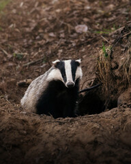 Wild Badger sitting next to his cave in the forest.