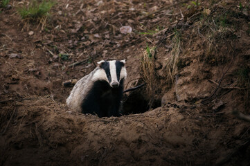 Wild Badger sitting next to his cave in the forest. - obrazy, fototapety, plakaty