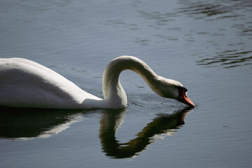 brilliant white swan drinking water with reflection