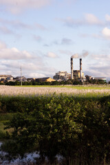 Racecourse sugar mill and refinery near Mackay, Queensland, seen across fields of growing sugar...