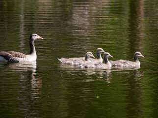 Geese duckling family swimming in brown lake