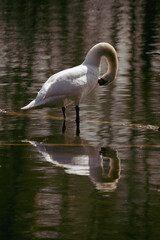 White swan cleaning with reflection in lake