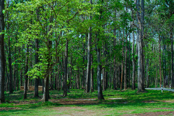evening fresh green trees nature background.